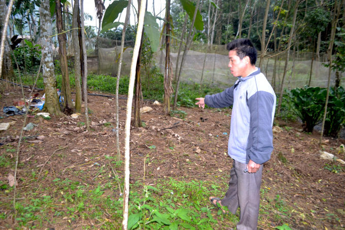 Ông Thương cho biết, trước khi hạt Dổi bung hoa, người dân phải phát quang trước mới dễ thu hoạch.