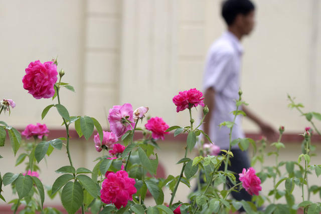 Các khóm hoa được trồng ngắt quãng từng đoạn, không phải trồng liền suốt chiều dài tuyến đường.