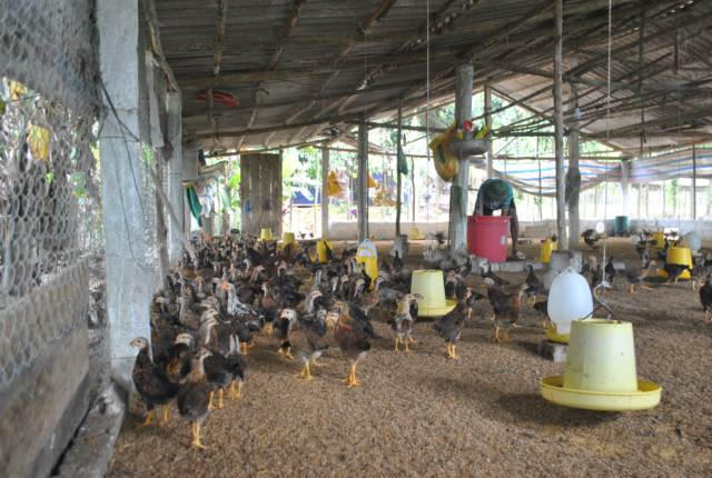 Chuồng trại nuôi gà thả vườn cần cao ráo, thoáng mát, đủ ánh sáng.