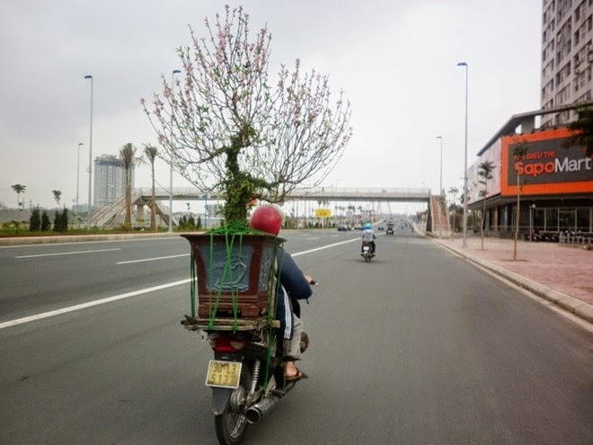 Việc thu mua xác đào này có rất nhiều thành phần tham gia như chủ các vườn đào, những người lao động, xe ôm.