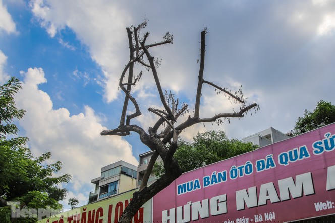 Nhiều cây sưa 'tiền tỷ' trên đường phố Hà Nội dần chết khô trong bọc sắt - ảnh 4