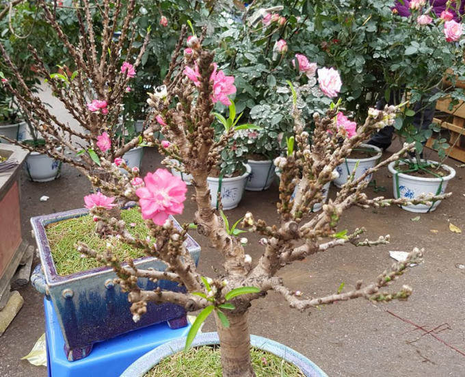 Hình dáng nhỏ gọn có thể đặt gọn ghẽ trên bàn uống nước, những gốc đào này còn được phủ kín nụ từ gốc lên tới tận đầu cành.