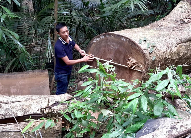 Những cánh rừng 'rỗng ruột' - ảnh 1