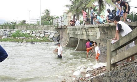 Cá nước ngọt gặp nước biển cay mắt nên người dân chỉ cần cầm nơm đứng chực ở miệng cống là có thể bắt được. Ảnh: Thanh Trần.