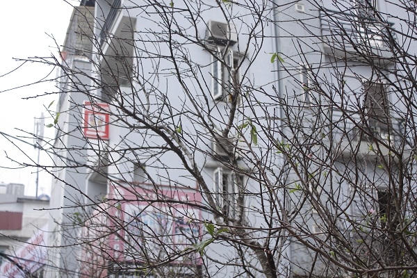 Ảnh: Như Trường