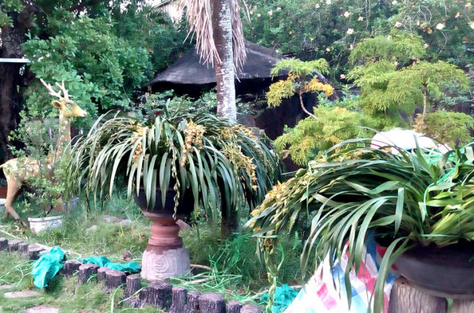 Các chậu lan hiện đang được đặt bên cạnh lối đi vào dinh thự để cây có không gian thở, hồi về dáng cũ trước khi trưng bày trong nhà