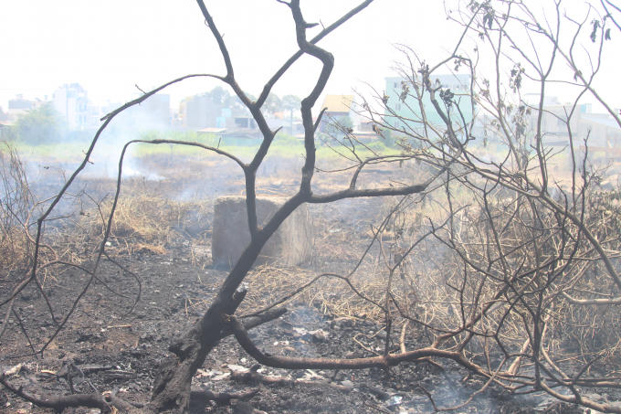 Nhiều c&acirc;y kh&ocirc; bị thi&ecirc;u rụi do ch&aacute;y lan.