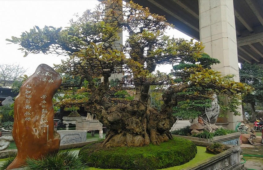 "Chín con rồng chầu về một vùng đất an lành"