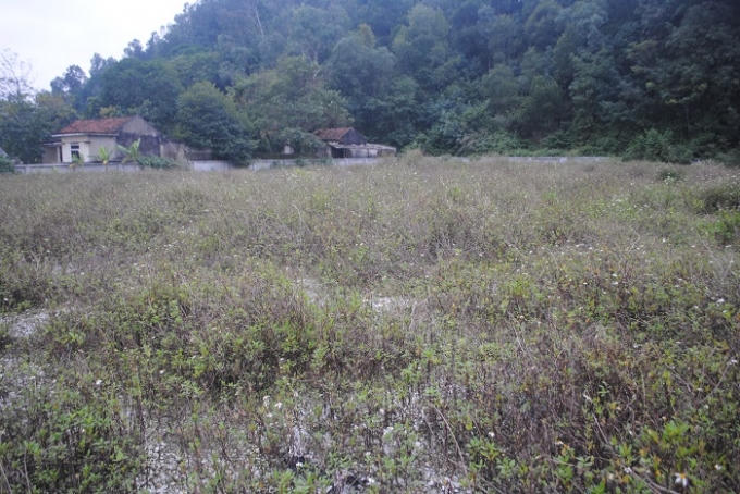 Bên trong Di chỉ khảo cổ học hệt như một bãi đất hoang, cỏ dại mọc um tùm (ảnh Duy Ngợi).