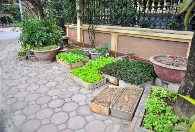 Kh&ocirc;ng chỉ trồng rau tại c&aacute;c căn biệt thự bỏ hoang, &ocirc;ng Đệ c&ograve;n tận dụng khoảng s&acirc;n trước nh&agrave;, trồng rau trong c&aacute;c th&ugrave;ng xốp