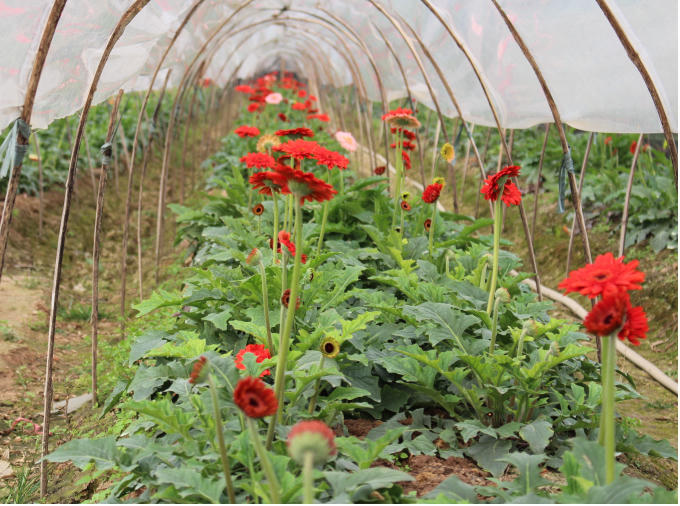 Những luống hoa đồng tiền chuẩn bị đón Tết.