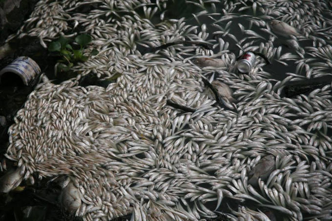Do thay đổi thời tiết đột ngột, cá chết nổi trắng mặt Hồ Tây.