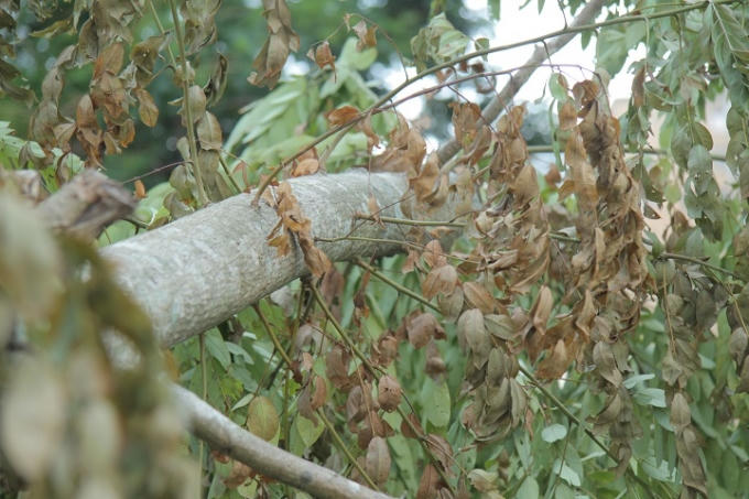 lá cây bắt đâu héo khô.