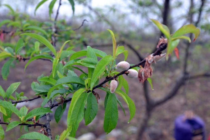 Nhiều cây Đào đã có quả.