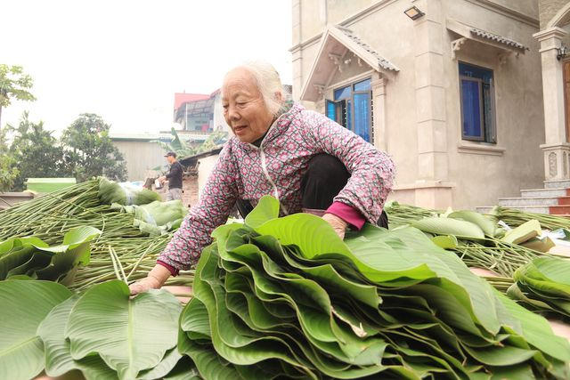 Người dân thôn Tràng Cát phân loại lá dong sau khi thu hoạch.