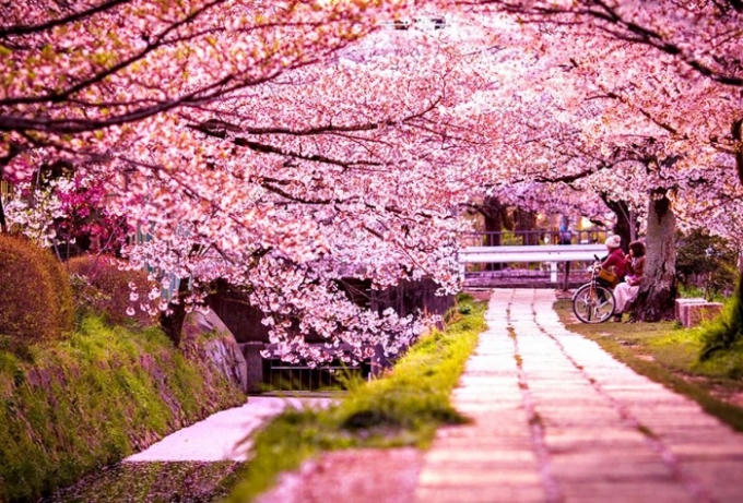Hoa anh đào hay sakura, là loại hoa nhỏ, có nhiều màu từ gần như trắng đến hồng thẫm, với đặc điểm nở rộ cùng một lúc và luôn mang đến cho người xem vẻ đẹp mê hồn. Ảnh Internet.