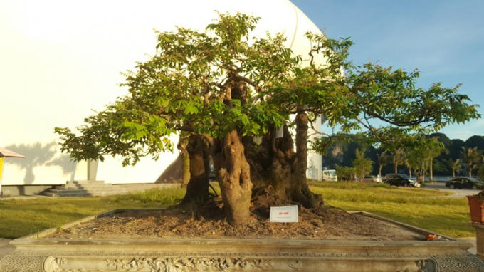 Cây khế khủng gây sự chú ý của nhiều người tham quan tại Hội chợ.