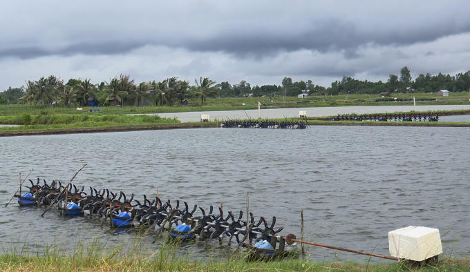 11.3- Nuoi tom Soc Trang