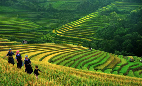 Sa pa với những cánh đồng lúa chín.