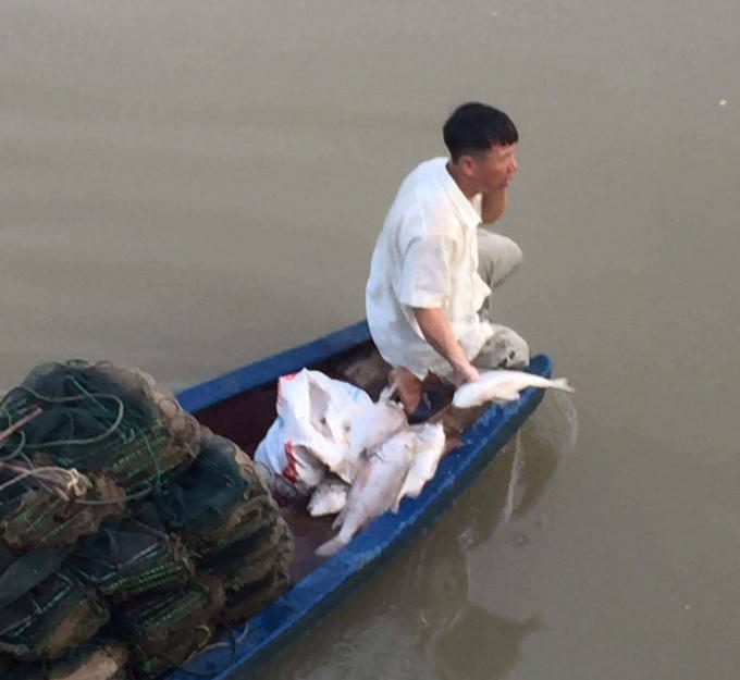 Nhiều người dân làm nghề thả đáy đánh cá trên sông giật mình khi thấy hiện tượng cá chết hàng loạt dạt vào đáy, nổi trên sông.