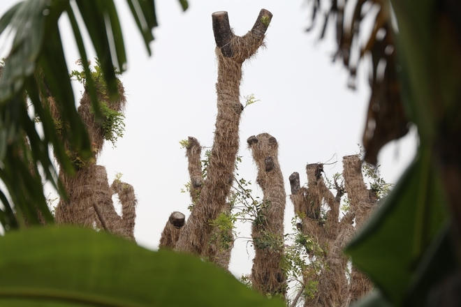 Đến nay hơn 90% cây xanh ven hồ Thủ Lệ chuyển về vườn ươm đã sống sót, phát triển tốt.Để có kết quả này, đơn vị chăm sóc đã sử dụng những phương pháp truyền thống kết hợp tiến bộ của kỹ thuật vi sinh và hoá chất, giúp cây sinh trưởng, phát triển tốt.