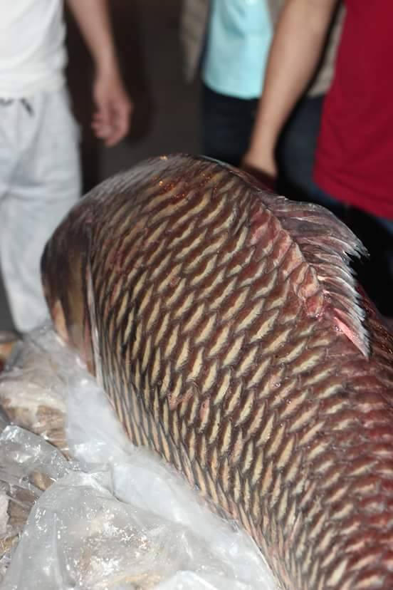 Một chú cá hô đỏ có trọng lượng khủng gần 100kg đã xuất hiện tại Hà Nội.