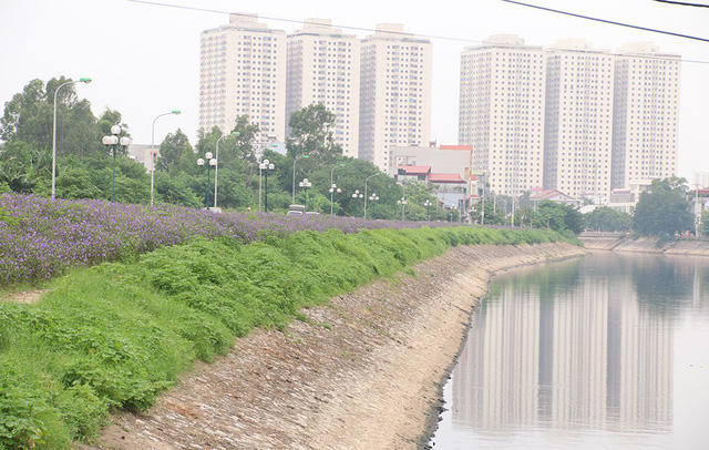 Đoạn đường Phan Trọng Tuệ thuộc xã Thanh Liệt bên dòng sông Tô Lịch bỗng nhiên trở nên thơ mộng bởi sắc tím của hoa dạ yến thảo Mexico (hay còn gọi là hoa chiều tím).