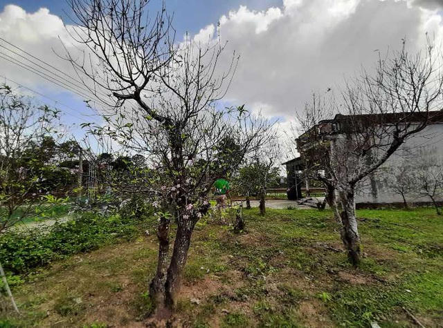 Nghề trồng đào những năm gần đây tại Xuân Du đem lại thu nhập cao cho bà con.