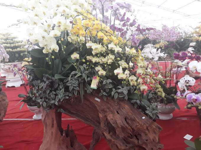 Tác phẩm hoa lan có gỗ, có hoa, cây xanh, đẹp như một bức tranh sinh động.