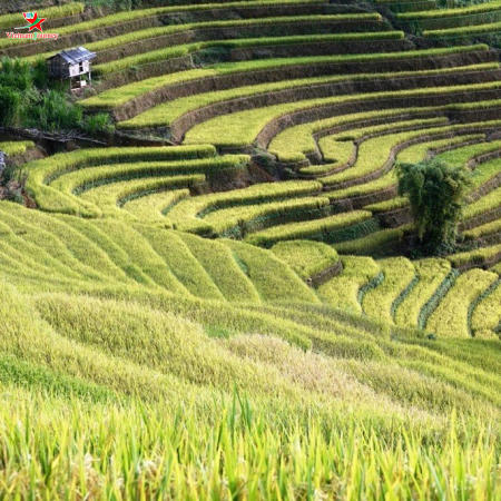 Những triền ruộng bậc thang...