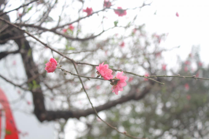 Hiện cây đào đã bung nở những bông hoa đầu tiên.