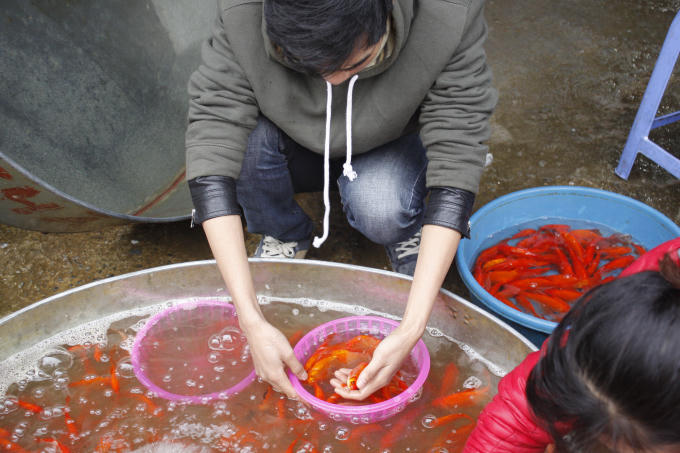 Cá vàng ta con nhỏ, thon, da bóng và cá vàng lai màu đậm, con to, giá bán dao động 70.000-100.000 đồng/kg được mua bán nhiều nhất.