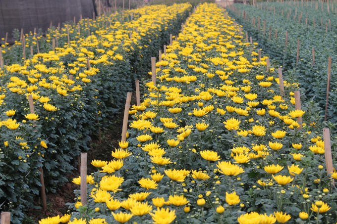  Những luống cúc vàng óng xen kẽ với luống nụ đã hé vàng, đây là loại hoa rất được ưa chuộng để cắm trên bàn thờ dịp Tết của người Việt.