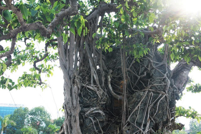 Dấu tích này cho thấy, rất có thể ban đầu đây là một cây sanh được dùng để ký vào hòn non bộ. Lâu ngày phần rễ đã phát triển dần và đến ngày nay gần như đã