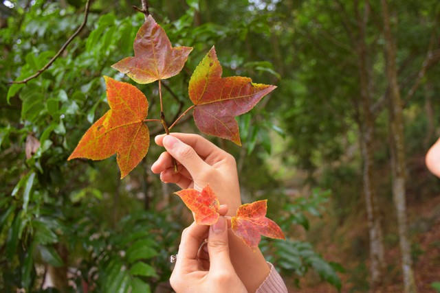 Những ngày cuối đông, màu đỏ đã nhuộm rực trên từng chiếc lá...