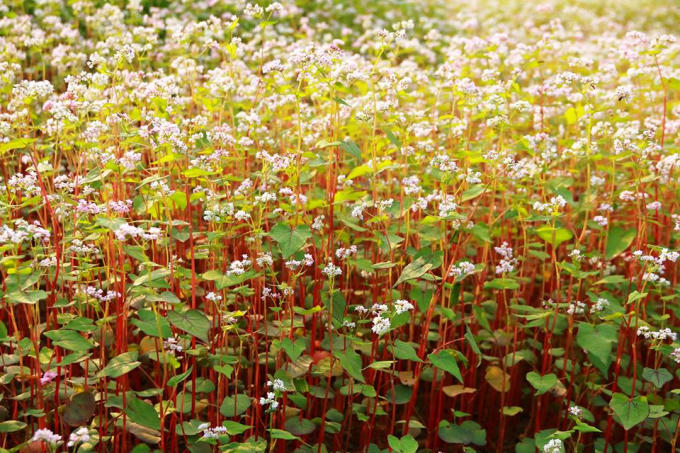 Loài hoa tam giác mạch từ lâu đã được coi là đặc trưng của vùng cao nguyên đá và thường nở vào tháng 10.