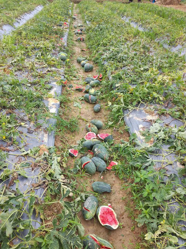 Dưa chưa đến kỳ thu hoạch bị đập nát rồi vứt tung tóe.