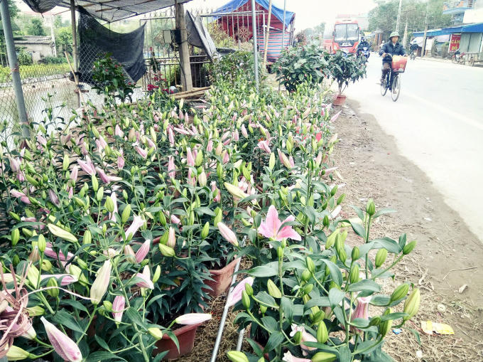 Những chậu hoa ly có giá khoảng từ 150 đến 500 ngàn đồng.