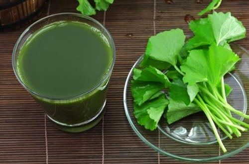 Rau má là một trong những vị thuốc chữa sốt xuất huyết hiệu quả. Ảnh: minh họa