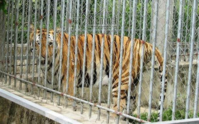 Hổ nuôi nhốt tại một trang trại ở Nghệ An.