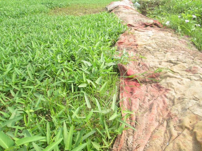 Rau muống bẩn tr&ecirc;n b&atilde;i tha ma tr&agrave;n ngập H&agrave; Nội