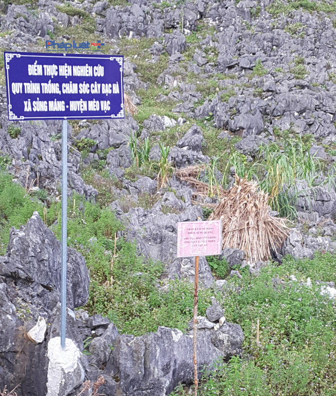 Điểm nghiên cứu về cây Bạc Hà tại xã Sủng Máng,huyện Mèo Vạc.