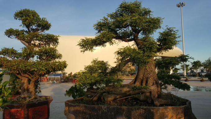 Cây Me với dáng độc và tuổi thọ hơn 100 năm được giới thiệu tại Hội chợ.