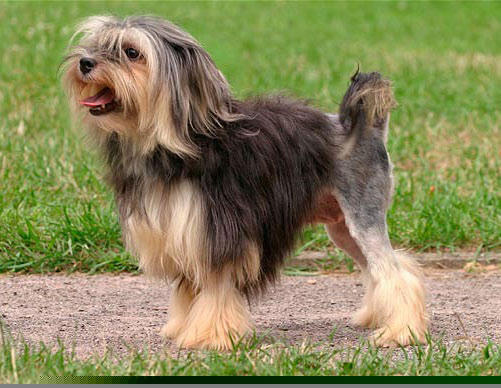 Chó “sư tử nhỏ” LowChen