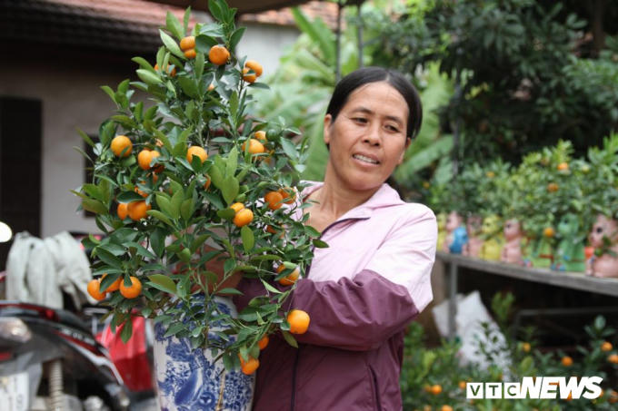 Bà Mai cho biết, gia đình bà đã làm những cây quất có quả độc đáo như vậy từ 3 năm nay, nhưng phải hai năm trở lại đây thì mới có nhiều hàng để bán ra thị trường. "Năm đầu thử nghiệm nên hỏng nhiều, phải tới những năm tiếp theo mới thành công", bà Mai chia sẻ.