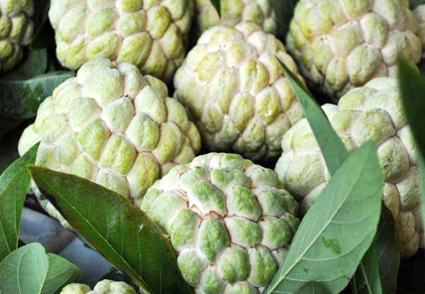 Để lựa chọn na ngon thì các bà nội trợ cần chú ý đến màu sắc, hình dáng của na. Ảnh: minh họa