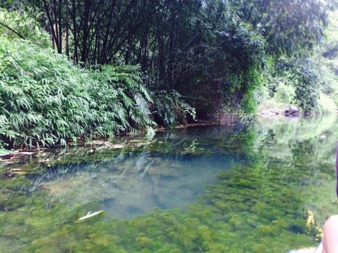 Cỏ cây 2 bên bở mọc um tùm.