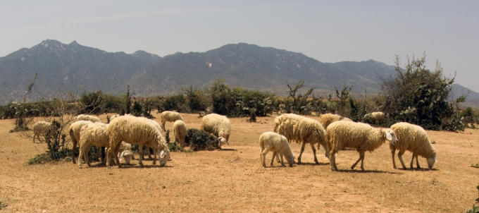 C&ocirc;ng vi&ecirc;n bonsai nơi v&ugrave;ng