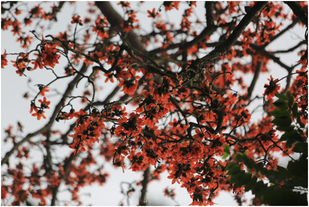 Không chỉ đỏ rực ven những dòng suối, ở những nẻo đường quê Bắc bộ, tại Thủ đô cũng thấy những cây gạo nở những bông hoa đỏ rực một góc trời. Những cây hoa gạo ở Hà Nội thường được trồng đơn lẻ trong khuôn viên các công trình hay trong chùa cổ kính.