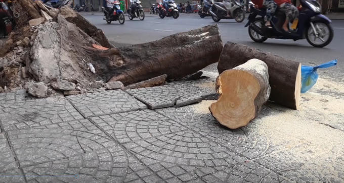 Cây xanh bất ngờ bật gốc.